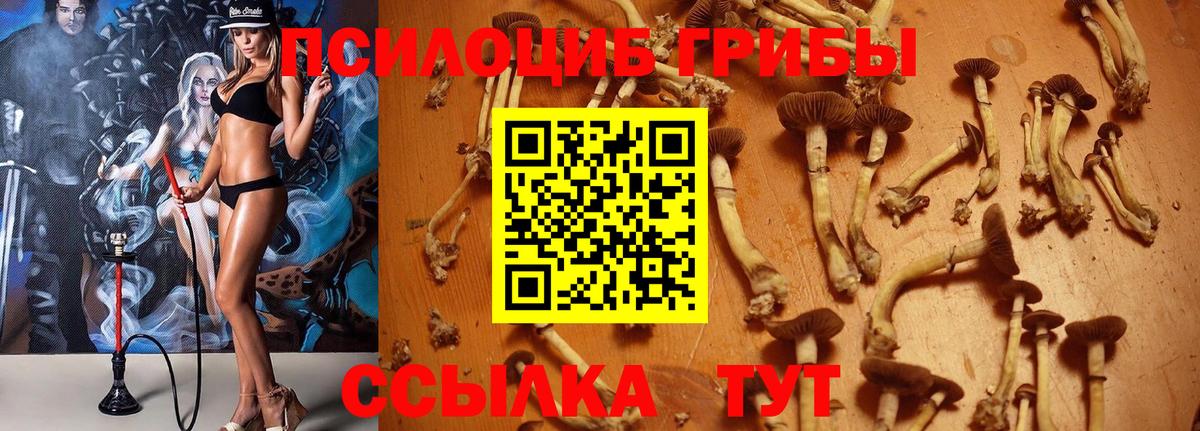Среднеуральск  Галлюциногенные грибы Psilocybe  Вход с VPN 